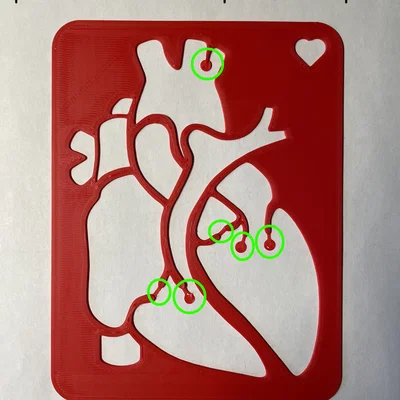 Template Giải Phẫu Tim (Cardiac Anatomy Template)