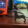 Mô hình chú chó Dachshund linh hoạt (Flexi Dachshund) in 3D - Thumbnail 1