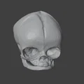 Sọ Em Bé Sơ Sinh (Newborn Baby Skull) - Thumbnail 2