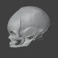 Sọ Em Bé Sơ Sinh (Newborn Baby Skull) - Thumbnail 3