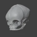 Sọ Em Bé Sơ Sinh (Newborn Baby Skull) - Thumbnail 7