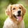 RDodds_2804411