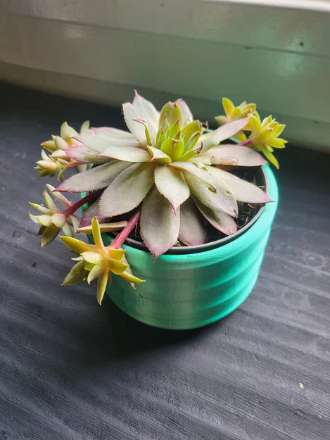 Chậu cây (Plant pot) chống thấm kiểu ren xoắn - Image 7