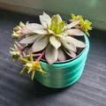 Chậu cây (Plant pot) chống thấm kiểu ren xoắn - Thumbnail 7