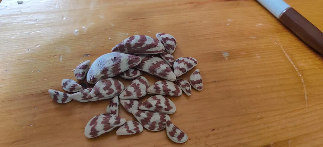 Mô hình Zebra Mussel Prop - Image 1