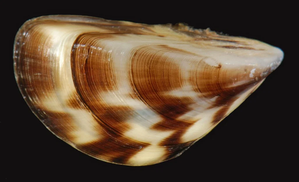 Mô hình Zebra Mussel Prop - Image 2