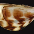Mô hình Zebra Mussel Prop - Thumbnail 2
