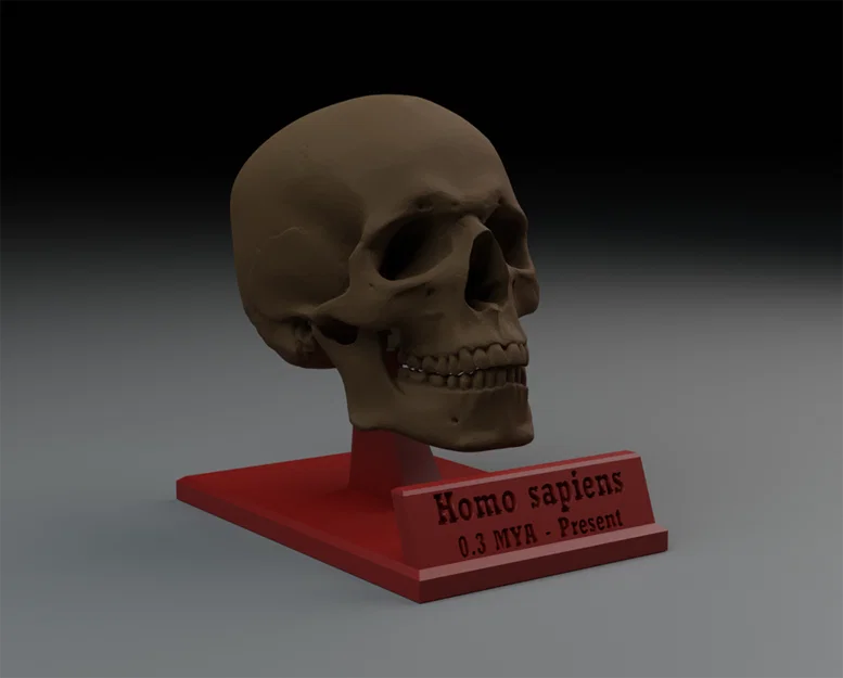 Mô hình hộp sọ người Homo sapiens in 3D độc đáo trang trí bàn làm việc - Image 1