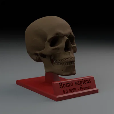 Mô hình hộp sọ người Homo sapiens in 3D độc đáo trang trí bàn làm việc