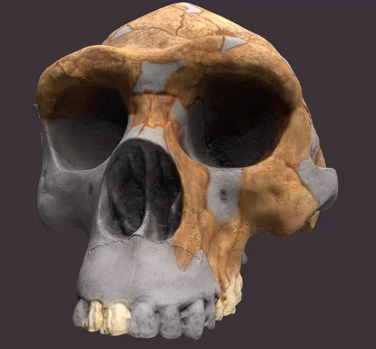 Mô hình 3D hộp sọ người cổ đại Homo erectus chất lượng cao - Image 1