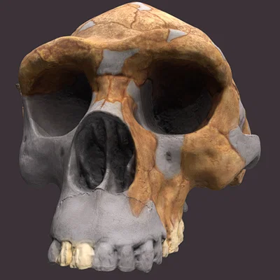 Mô hình 3D hộp sọ người cổ đại Homo erectus chất lượng cao