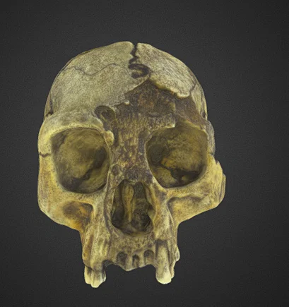 Mô hình hộp sọ Homo floresiensis in 3D chi tiết chân thực - Image 1
