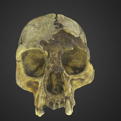 Mô hình hộp sọ Homo floresiensis in 3D chi tiết chân thực