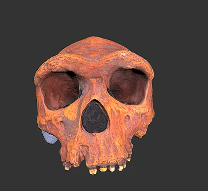 Mô hình hộp sọ cổ đại Homo heidelbergensis in 3D chất lượng cao - Image 1