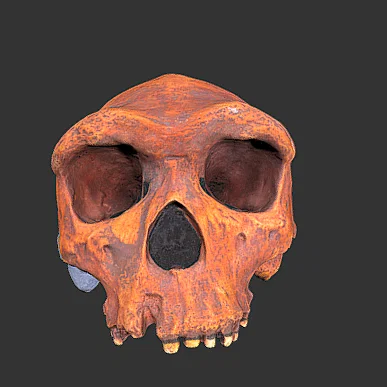 Mô hình hộp sọ cổ đại Homo heidelbergensis in 3D chất lượng cao