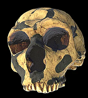 Mô hình hộp sọ người cổ đại Homo neanderthalensis in 3D sắc nét - Image 1