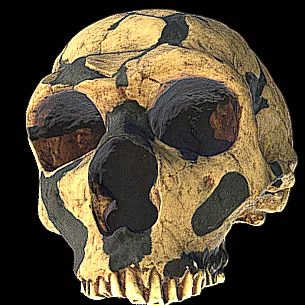 Mô hình hộp sọ người cổ đại Homo neanderthalensis in 3D sắc nét