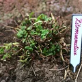 Bảng/Nhãn Trắng cho Cây & Hạt Giống (Pflanzschilder) - Thumbnail 3