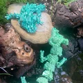 Rồng PIP Kristalldrache & Würfeldrache (flexi, in-place) - Thumbnail 19