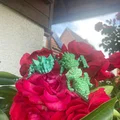 Rồng PIP Kristalldrache & Würfeldrache (flexi, in-place) - Thumbnail 20