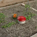 Bẫy sên hình nấm (Mushroom slug trap / Piège à limaces Champignon) - Thumbnail 1