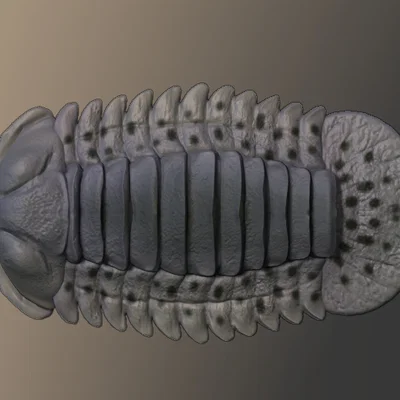 Tượng Trilobite (Trilobite Figurine)