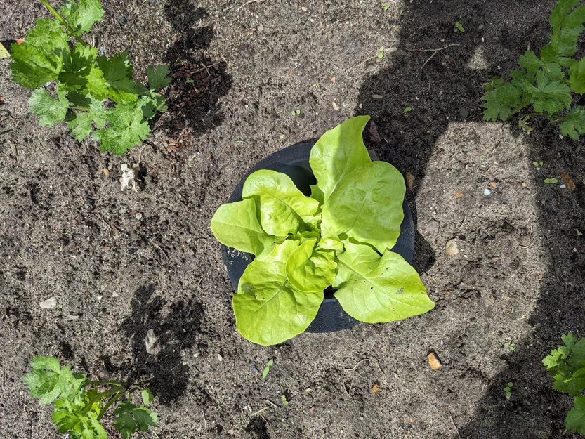 Vòng rào chắn bảo vệ xà lách khỏi ốc sên/sên trần (Lettuce Snail Slug Protection Ring) - Image 1