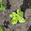 Vòng rào chắn bảo vệ xà lách khỏi ốc sên/sên trần (Lettuce Snail Slug Protection Ring) - Thumbnail 1