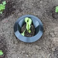 Vòng rào chắn bảo vệ xà lách khỏi ốc sên/sên trần (Lettuce Snail Slug Protection Ring) - Thumbnail 2