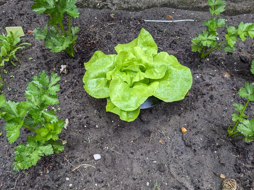 Vòng rào chắn bảo vệ xà lách khỏi ốc sên/sên trần (Lettuce Snail Slug Protection Ring) - Image 3