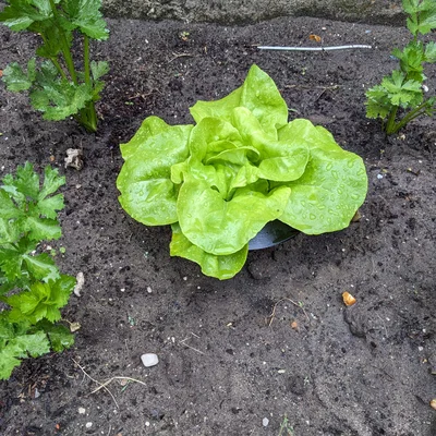 Vòng rào chắn bảo vệ xà lách khỏi ốc sên/sên trần (Lettuce Snail Slug Protection Ring)