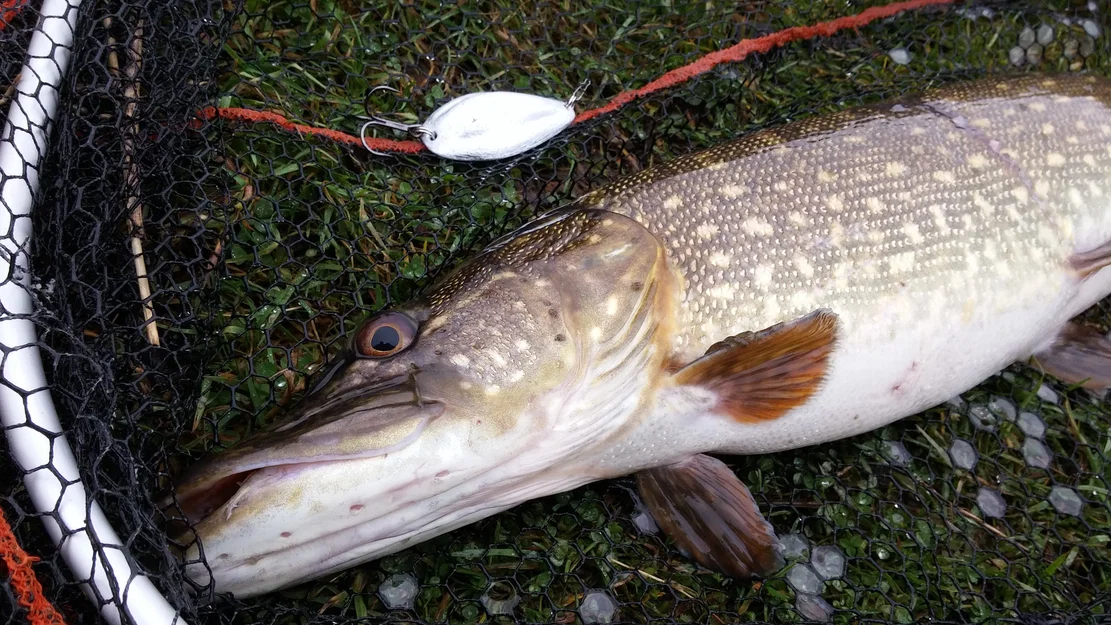 Muỗng câu (Fishing spoon/lure) cho cá pike - Image 1