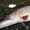 Muỗng câu (Fishing spoon/lure) cho cá pike - Thumbnail 1