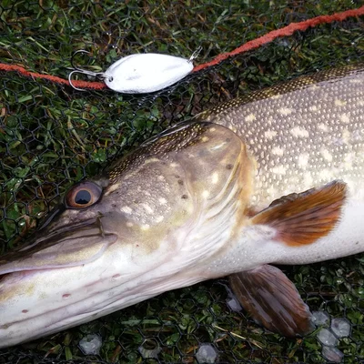 Muỗng câu (Fishing spoon/lure) cho cá pike