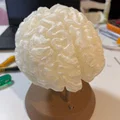 Đèn Não RGB (Lámpara de cerebro RGB / RGB Brain Lamp) - Thumbnail 5