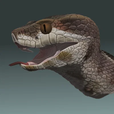 Tượng bán thân rắn Cottonmouth (Cottonmouth bust) tỉ lệ 1:1