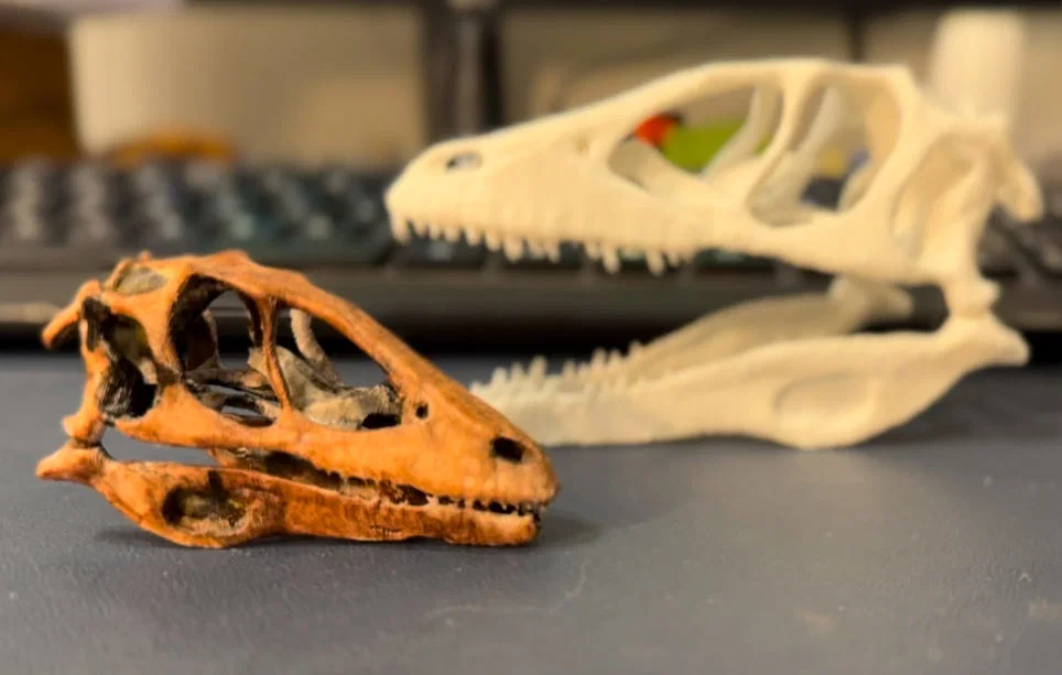 Mô hình hộp sọ khủng long Deinonychus in 3D cực chi tiết - Image 1