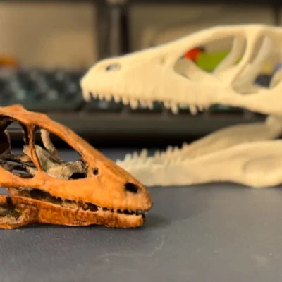 Mô hình hộp sọ khủng long Deinonychus in 3D cực chi tiết