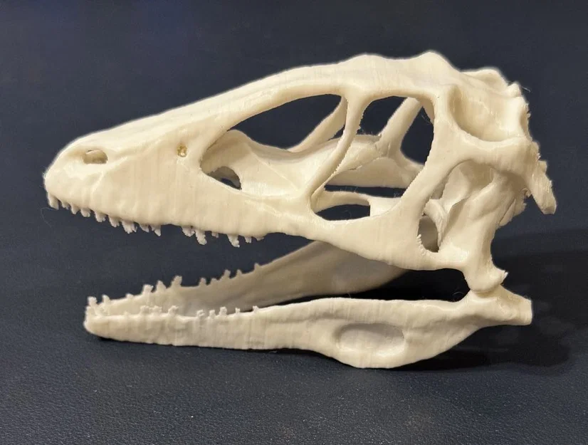 Mô hình hộp sọ khủng long Deinonychus in 3D cực chi tiết - Image 2