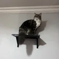 Catto Shelf Cat Shelf - Thumbnail 2