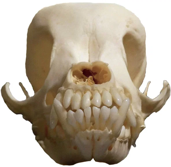 Mô hình hộp sọ chó Chihuahua chất lượng cao cho in 3D - Image 2