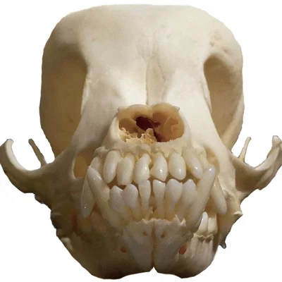 Mô hình hộp sọ chó Chihuahua chất lượng cao cho in 3D