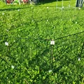 Hàng rào thú cưng ngoài trời – Giải pháp làm chuồng rẻ (Outdoor Pet Fence) - Thumbnail 5