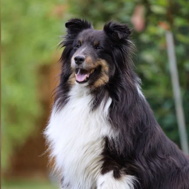 Low Poly - Shetland Sheepdog (Tượng trang trí) - Image 9