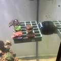 Giá đỡ lưới coral frag cho Tunze magnet - Thumbnail 1