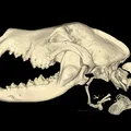 Mô hình 3D hộp sọ chó German Shepherd từ dữ liệu CT thực tế - Thumbnail 1