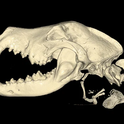 Mô hình 3D hộp sọ chó German Shepherd từ dữ liệu CT thực tế