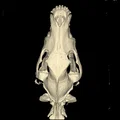 Mô hình 3D hộp sọ chó German Shepherd từ dữ liệu CT thực tế - Thumbnail 2
