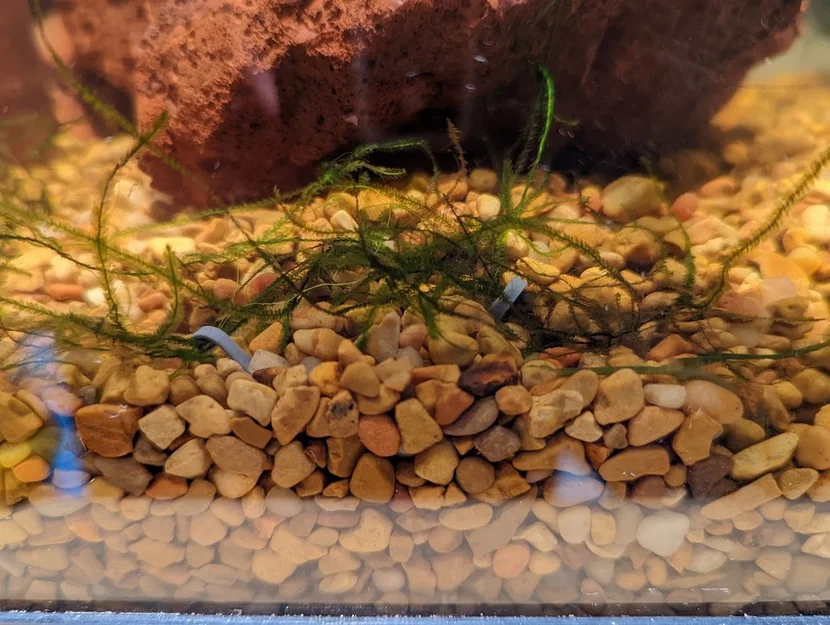Neo Ghim Cố Định Cây Thủy Sinh (Aquarium Plant Anchor) - Image 2
