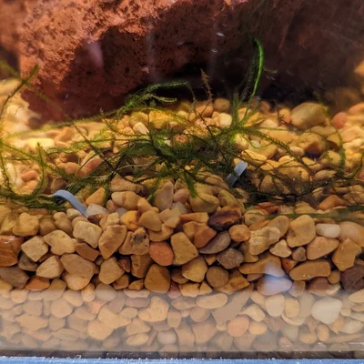 Neo Ghim Cố Định Cây Thủy Sinh (Aquarium Plant Anchor)